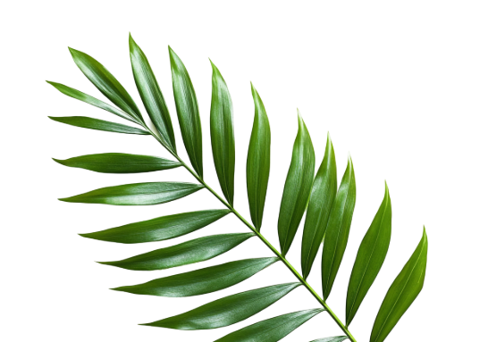 leaf decoration